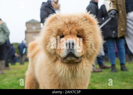Hagley, Worcestershire, UK. 26th December 2019. 9-month-old Chester, a Chow Chow, waits patiently as the Albrighton and Woodland Hunt gathers at Hagley Hall on Boxing Day for its traditional annual meet. Peter Lopeman/Alamy Live News