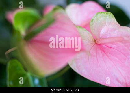 Close up of a pink orchid blossom, against a bokeh background Stock Photo