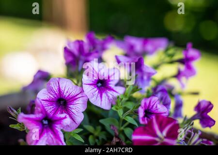 Close up of a flower pot full of violet petunias, against a green bokeh background Stock Photo