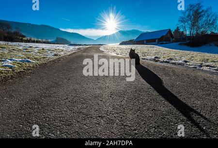 Wide angle view of a cold winter morning landscape, with a road extending to the horizon and a black cat sitting and projecting an elongated shadow Stock Photo