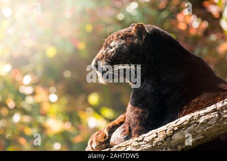 Close up portrait of a black panther sitting on a branch and looking sideways in the early morning light, against a green bokeh background Stock Photo