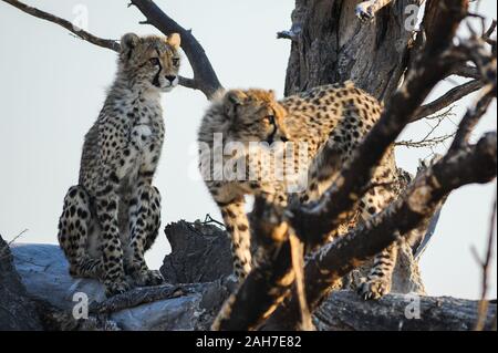 Two cheetah cubs (acinonyx jubatus) playing in dead tree in Moremi NP, Botswana, Africa Stock Photo