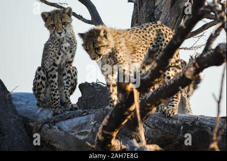 Two cheetah cubs (acinonyx jubatus) playing in dead tree in Moremi NP, Botswana, Africa Stock Photo