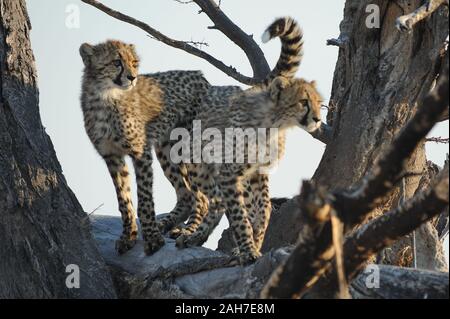 Two cheetah cubs (acinonyx jubatus) playing in dead tree in Moremi NP, Botswana, Africa Stock Photo