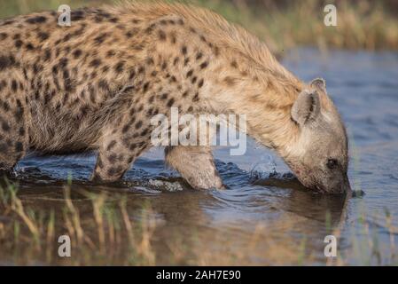 Hyena takiing a morning bath in Moremi NP (Khwai river), Botswana Stock Photo