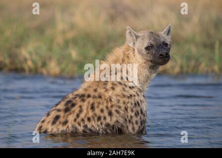 Hyena takiing a morning bath in Moremi NP (Khwai river), Botswana Stock Photo