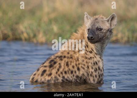 Hyena takiing a morning bath in Moremi NP (Khwai river), Botswana Stock Photo