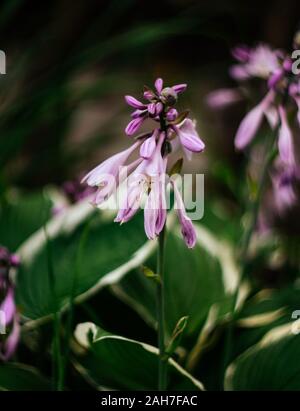 Beautiful purple flowers hosta, funkia on a green blurred background closeup. Decorative garden plant with large green leaves with white stripes. Stock Photo