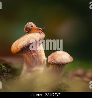 Little curious snail crawling, sitting on a mushroom in the woods. Snail close-up on oyster mushroom on a green background in the moss. Stock Photo