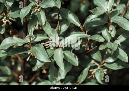 Silverberry Rabbitberry Elaeagnus Commutata Background Silver Leaves Silverberry Closeup Garden Ornamental Shrub Tree With Edible Fruits Stock Photo Alamy