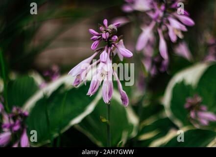 Beautiful purple flowers hosta, funkia on a green blurred background close-up. Decorative garden plant with large green leaves with white stripes. Stock Photo
