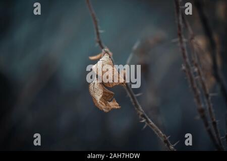 Dried rosehip leaf, spike, briar, eglantine, dog rose, rosehip, wild rose on dark blue background. Dry leaf on a branch with thorns in winter. Stock Photo