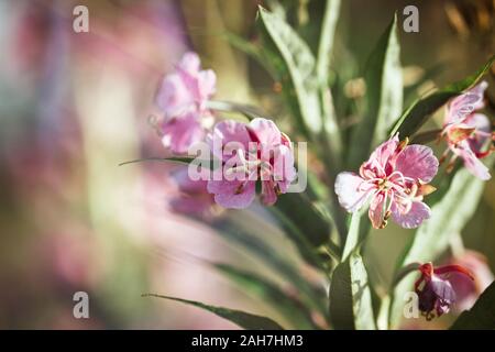 Bright pink flower epilobium hirsutum, great hair willowherb, blooming sally, rose-bay on green background closeup. Summer natural background. Stock Photo