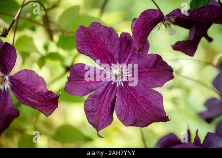 Bright purple clematis flower, nature background. Garden climbing flowers with white stamens. Clematis on a green blurred background closeup. Stock Photo