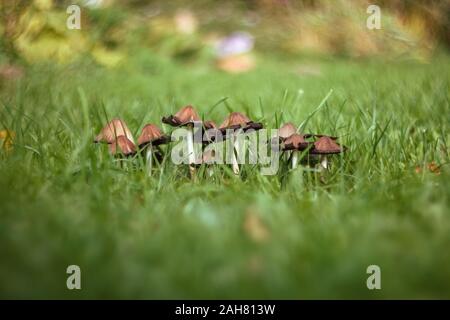 A group of mushrooms on a green blurred background of lawn, grass. Brown mushrooms toadstool in the grass close-up macro. Lawn damage. Stock Photo