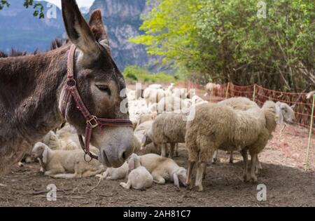 close-up of a brown donkey with red head collar and the Flock of sheep. Stock Photo