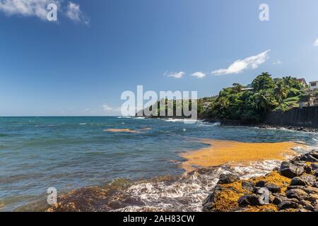 Sargasso sea weed in bay in Marigot, Martinique, France Stock Photo