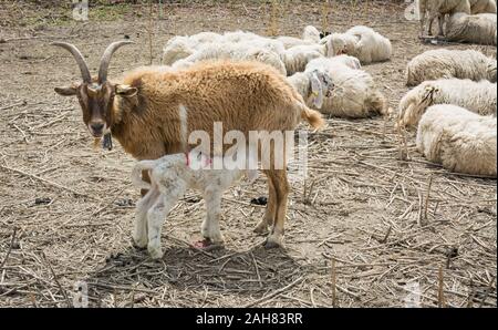 Lamb suckling on the udder of a goa, Trentino Alto Adige, Italy Stock Photo