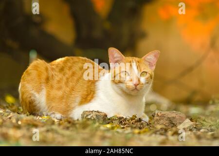 Adorable ginger cat lying on ground under the tree with warm light. Stock Photo