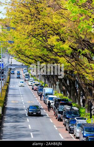 Overhead view along the tree lined Omotesando Avenue in the springtime. Two street lines both marked '50' with cars in third red parking lane Stock Photo