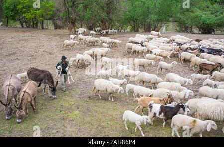 Flock of sheep and shepherd  in the meadow. Trentino Alto Adige, northern Italy, Europe. Ovis aries. Stock Photo