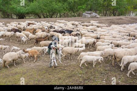 Flock of sheep and shepherd  in the meadow. Trentino Alto Adige, northern Italy, Europe. Ovis aries. Stock Photo