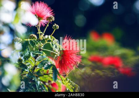 Close up of red flowers of australian eucalyptus on tree in the garden. Stock Photo