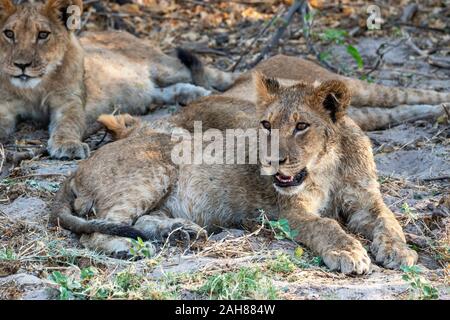 Lion cubs (Panthera leo) sitting in shade of bush in Chobe National Park, Botswana, Southern Africa Stock Photo