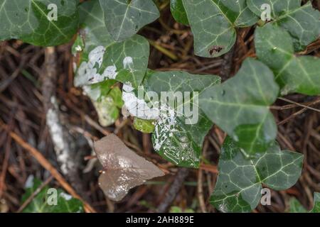 Pine resin sap drips from storm damaged Monterey Pine / Pinus radiata on ivy leaves. White resin sap is flammable & used for lighting emergency fires Stock Photo
