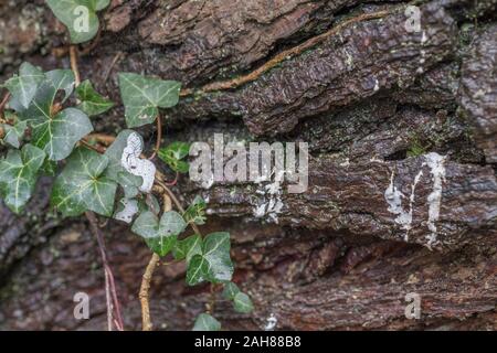 Pine resin sap drips from storm damaged Monterey Pine / Pinus radiata on ivy leaves. White resin sap is flammable. Focus on left hand leaf with resin. Stock Photo