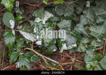 Pine resin sap drips from storm damaged Monterey Pine / Pinus radiata on ivy leaves. White resin sap is flammable & used for lighting emergency fires Stock Photo