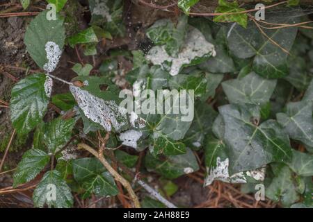 Pine resin sap drips from storm damaged Monterey Pine / Pinus radiata on ivy leaves. White resin sap is flammable & used for lighting emergency fires Stock Photo