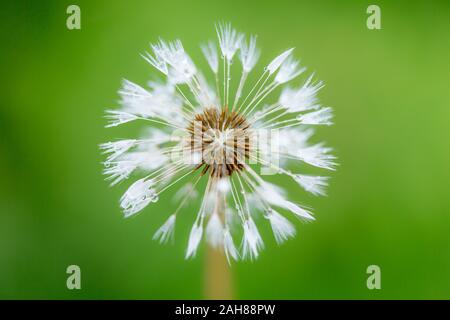 Dandelion clock seed head glistening with water droplets after rain, against a green background of grass. Stock Photo
