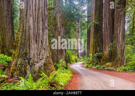 Dirt Road in Redwood National Park California USA Stock Photo