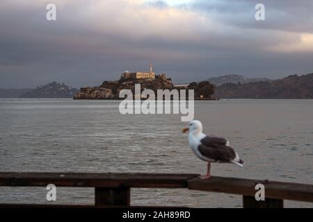 Alcatraz prison in morning sun, western gull (Larus occidentalis) in front but out of focus. San Francisco, United States of America. Stock Photo