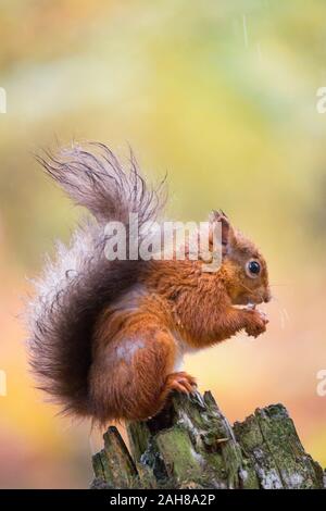 Mature red squirrel eating hazelnuts in the rain on a tree stump during Autumn in an English woodland, Northumberland Stock Photo