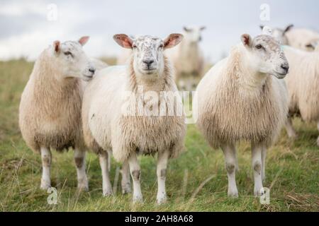 One Aberfield Mule cross breed sheep looking to camera and two looking away in a meadow in Northumberland, England. Stock Photo