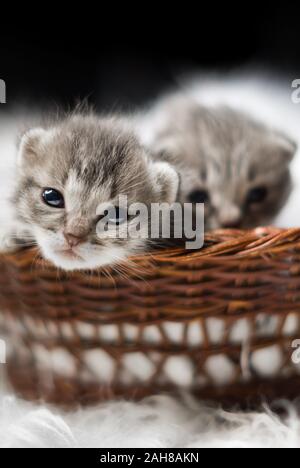 Close up portrait of two newborn grey tabby kitten lying in a wicker cradle and looking back at the camera, against a bokeh background Stock Photo