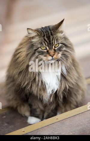 Close up portrait of a furry male norwegian cat standing close to a wooden venetian bridge and staring at the camera Stock Photo