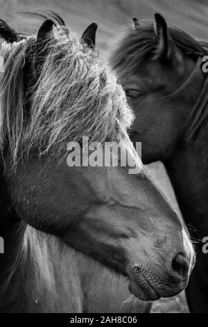 Black and white close up portrait of the heads of two icelandic horses Stock Photo