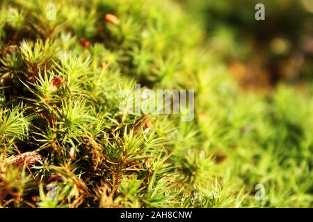 Macro view of fresh green color polytrichum moss Polytrichum. Close up. Natural background view. Selective soft focus. Shallow depth of field. Stock Photo