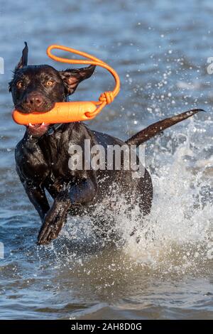 a springador or labradinger labrador and springer spaniel cross-bred dog retrieving a throw toy from the sea. Stock Photo