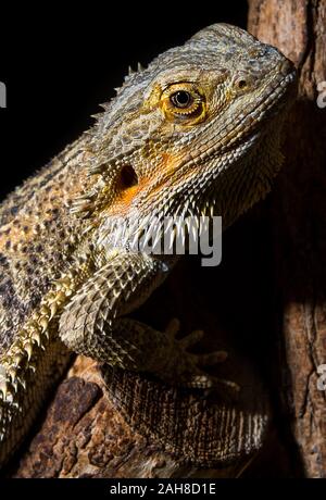 Close up of an orange and green spiky lizard climbing on a branch against a black background Stock Photo