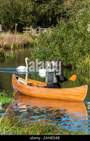 a man paddling a holiday hire or rental canoe or kayak along a small river or waterway on the norfolk broads with swans in the background. Stock Photo
