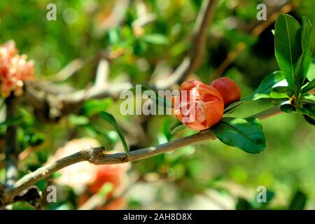 Flowering bud (Punica granatum) surrounded by leaves and branches on a pomegranate tree; budding pomegranate flower. Stock Photo