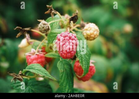 Fresh raspberries on the branch. The raspberries in the bushes. Raspberries in the garden. Stock Photo