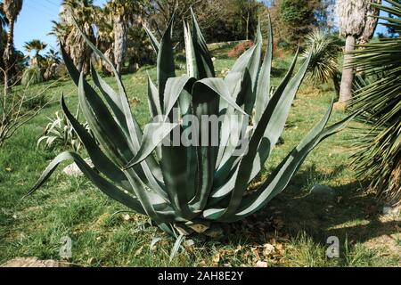 Agave americana or American aloe, is a species of flowering plant in the family Agavaceae, native to Mexico, and the United States in New Mexico, Ariz Stock Photo
