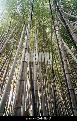 View from below of long bamboo stalks. Pattern of green vertical lines with the blue background of the sky. Natural picture of a Bamboo forest. Stock Photo