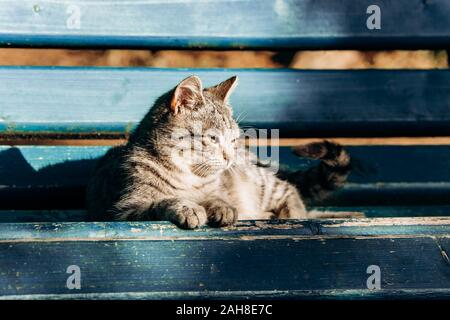 A gray cat sits on a wooden bench near the house. Cute gray cat sitting on a wooden bench outdoors. Stock Photo