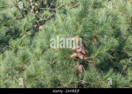 Large pine cones on live branch of Monterey Pine / Pinus radiata. In California, where it is a native, is an endangered species hit by disease. Stock Photo